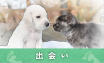 出会い